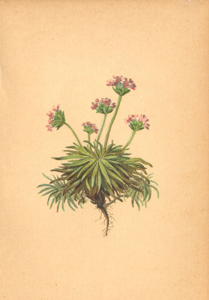 ALPENFLORA ALPINE FLOWERS. Androsace carnea L-Fleischrother Mannsschild 1897